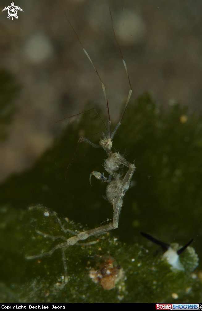 A Skeleton Shrimp