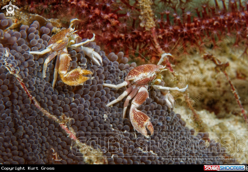 A Porzellan crab, Porzellan Krebs