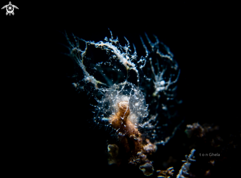 A Melibe Engeli | Nudibranch