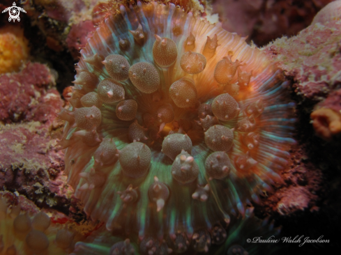 A Rhodactis osculifera | Warty Corallimorph