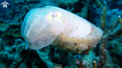 A Sepiida | Cuttlefish