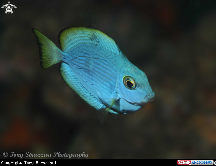 Juvenile Surgeonfish