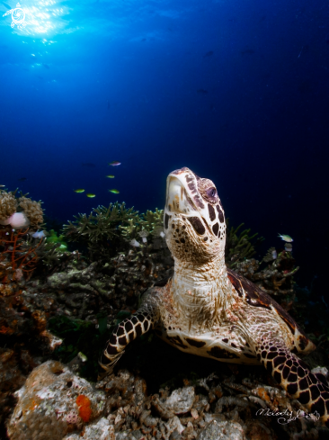 A Sea Turtle 