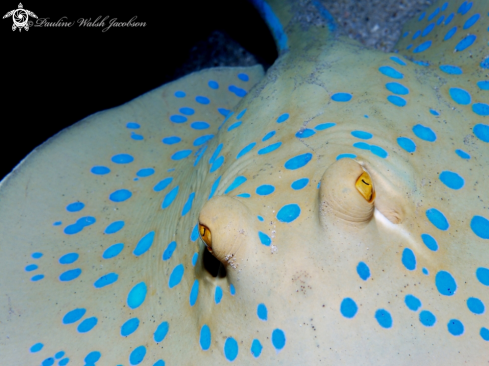 A Taeniura lymma | Blue Spotted Stingray