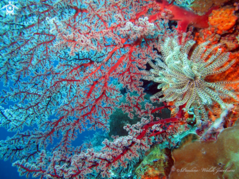 A Comanthus sp. | Soft Corals and Feather Stars