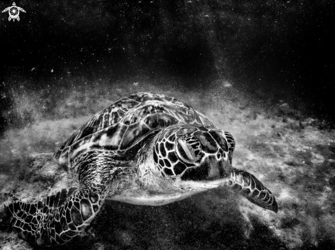A ? | Sea Turtle