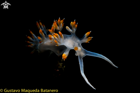 A Flabellina babai | Nudibranquio