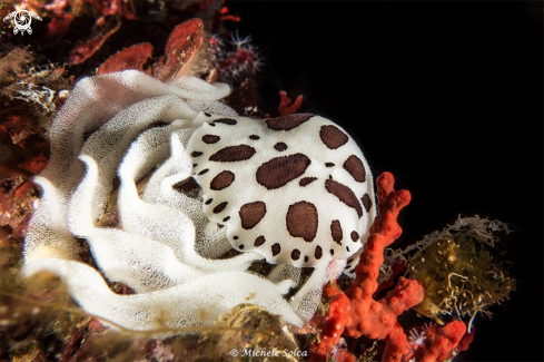 A Peltodoris atromaculata laying eggs | Deposizione uova di Vacchetta di mare