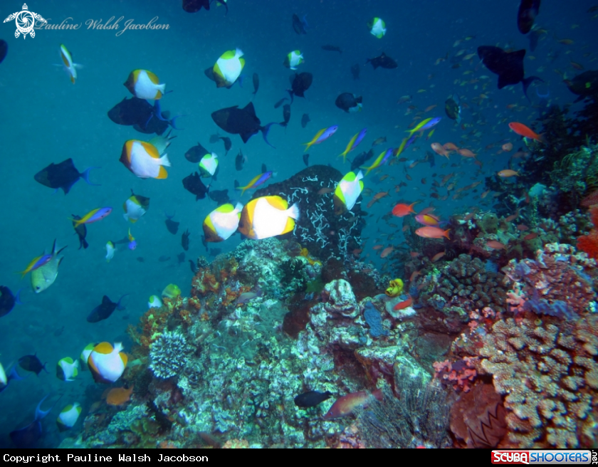 A Coral Reef Scene