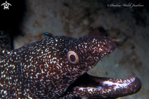 A Spotted Moray Eel