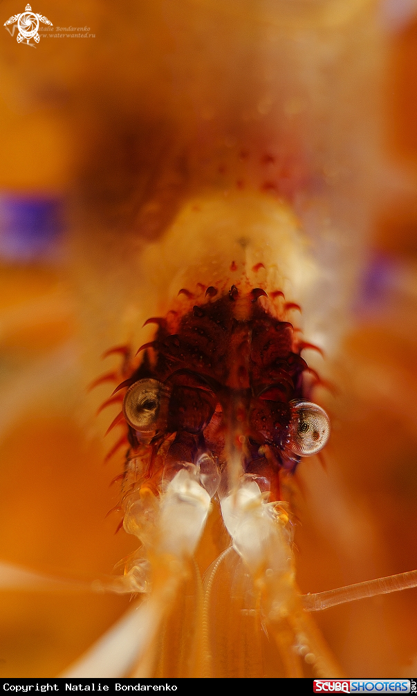 A Boxer-shrimp