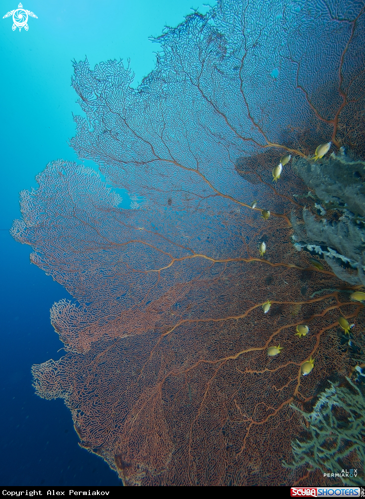 A Corals