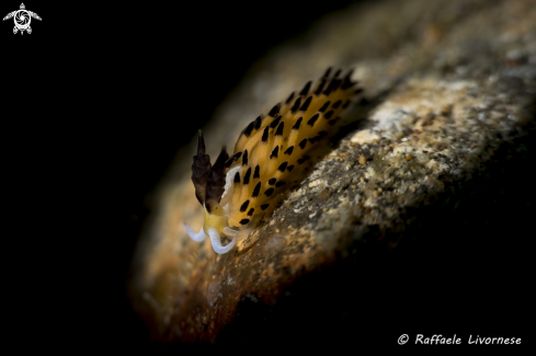 A Snooted nudibranch