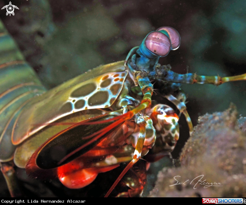 A peacock mantis shrimp