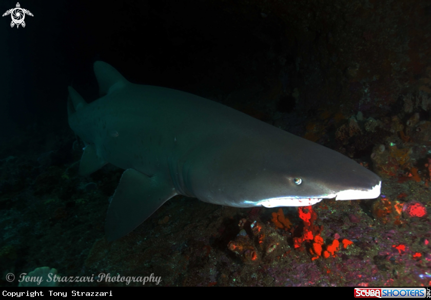 Shark in the Horseshoe Cave