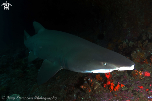 A Carcharias taurus | Grey Nurse Shark