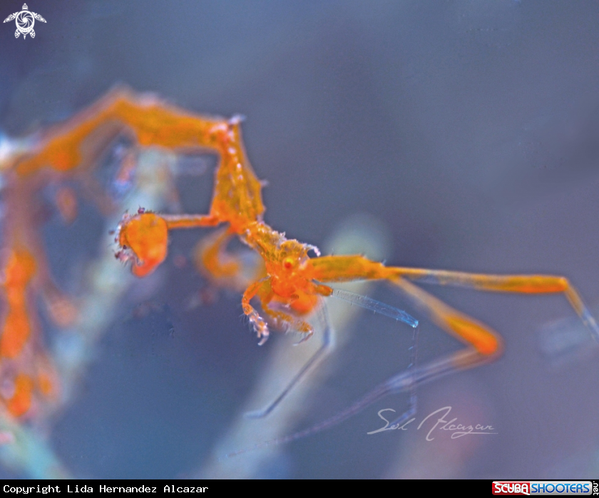 A skeleton shrimp