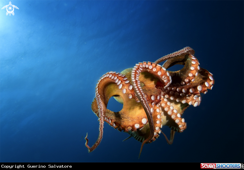 A octopus vulgaris