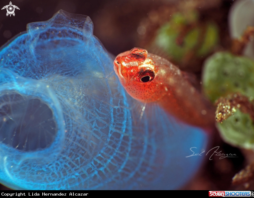 A goby on blue tunicate