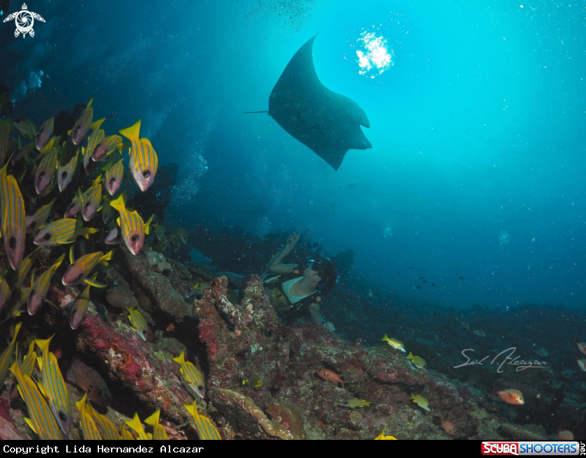 Manta ray and blue lined snappers