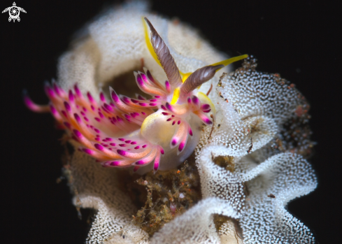 A Favorinus sp. 1 | Nudibranch