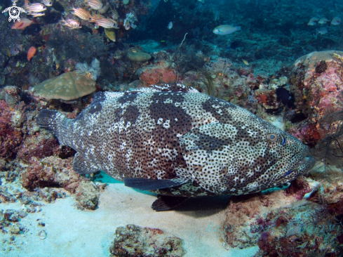 A  Giant Grouper