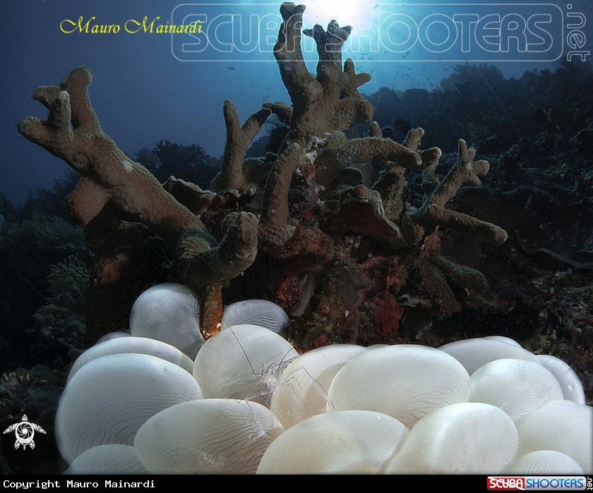Bubble coral shrimp macro/wide