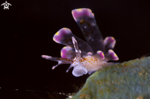 A Cyerce sp. | Nudibranch