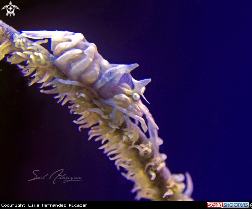A whip coral shrimp