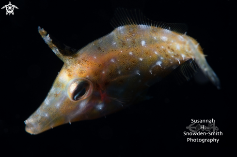 A Monacanthidae | Filefish