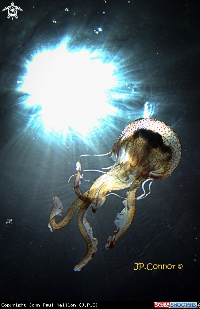 Luminescent jellyfish