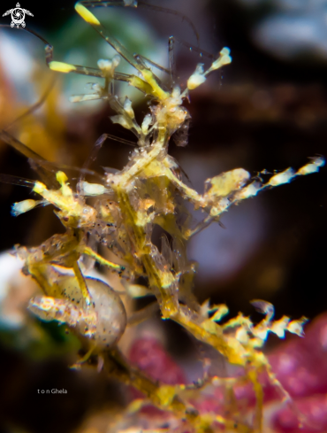 A Caprella sp. | Pregnant Skeleton Shrimp
