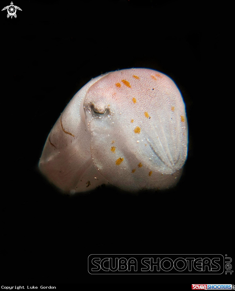 A Juvenile Broadclub Cuttlefish