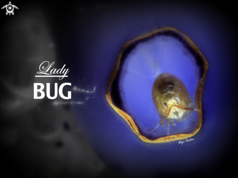 A Amphipods  | Lady Bug