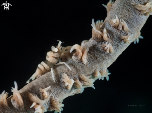 A Pontonides unciger | Wire Coral Shrimp,Gamberetto simbionte del corallo frusta.