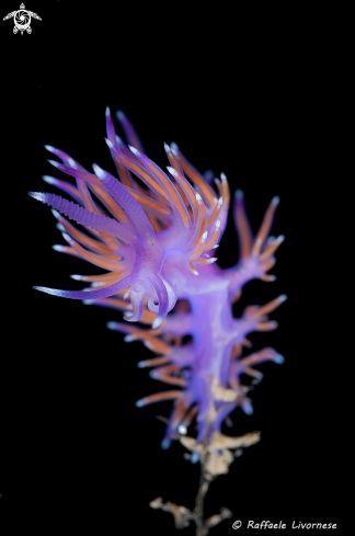 A Flabellina affinis | Flabellina