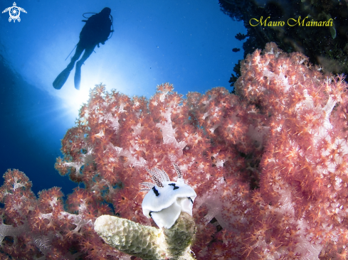 A Soft corals and diver