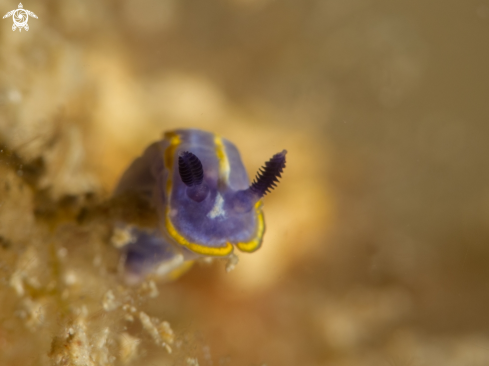 A Felimare tricolor | Nudibranch