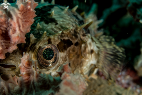 A Cyclichthys orbicularis | Porcupine fish