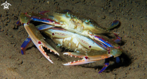 A Portunus sanguinolentus | Swimming crabs