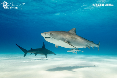 A Galeocerdo cuvier & Sphyrna mokarran | Tiger Shark and Great Hammerhead Shark