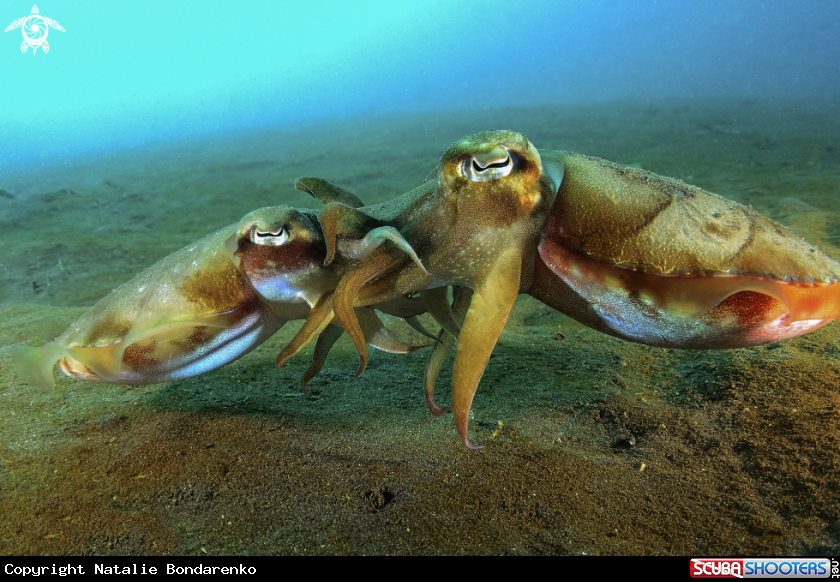 Mating cuttle fish