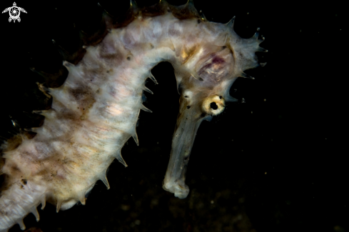 A Hipocampus histrix | Thorny seahorse