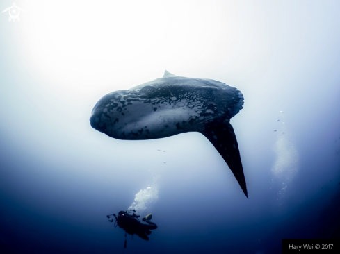 A Mola mola | Ocean Sunfish