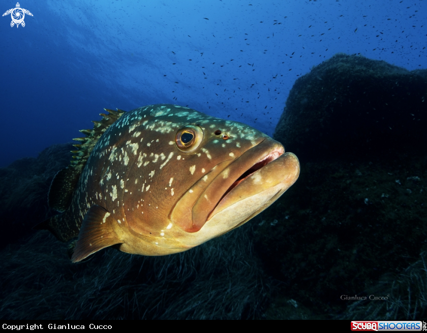 A Brown grouper,Cernia bruna