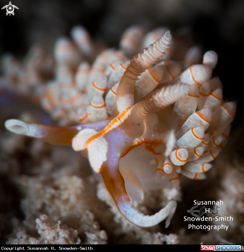 Cayman Nudibranch