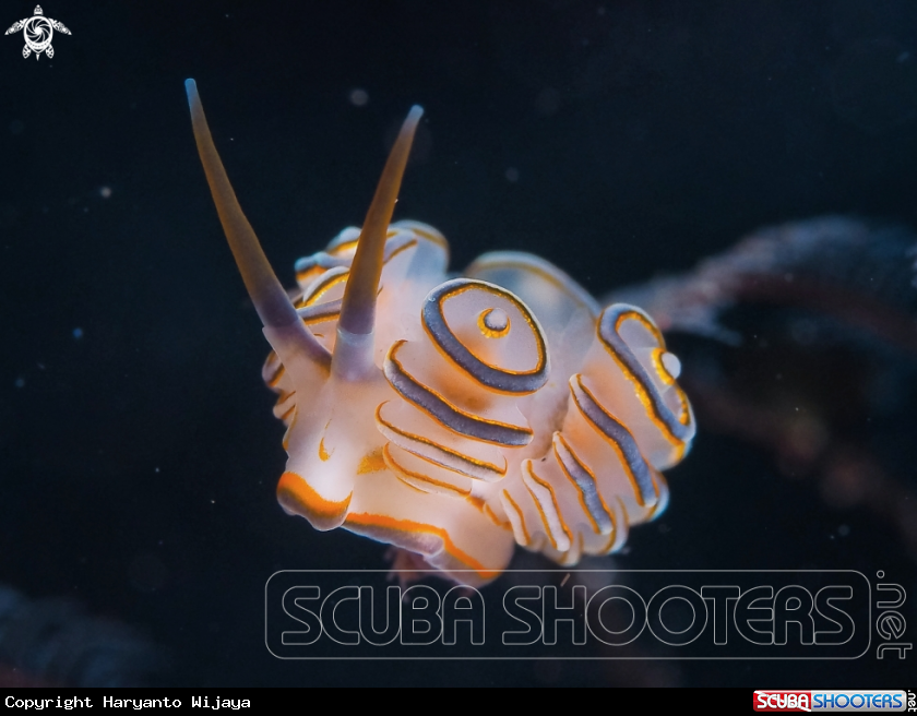 A Nudibranch