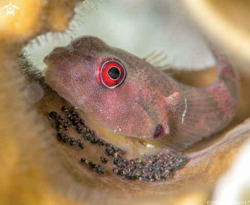 A Acyrtus artius  | Papillate Clingfish