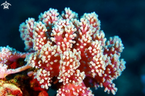A Soft Coral 