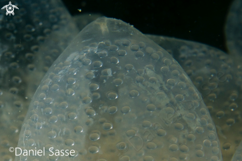 A Cephalopod eggs